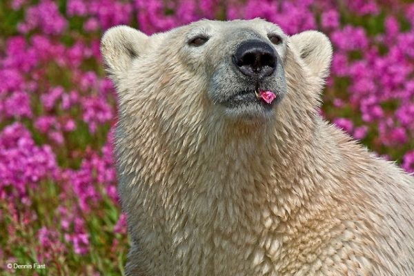 北極熊：那這樣吃好了！（這樣可愛多了！）（圖／Dennis Fast）