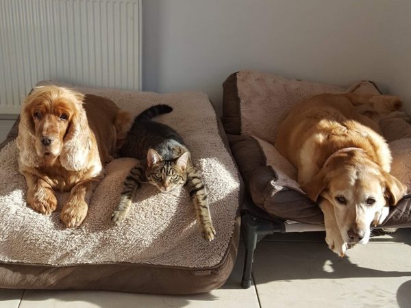主人也提到Indie雖然有自己的床，但牠總是喜歡去跟狗狗們一起分享～(圖/Facebook@ Roísín Ryan) 