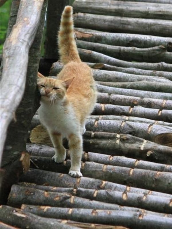 土耳其森林中的浪貓小鎮　貓咪吃飯要配古典音樂！