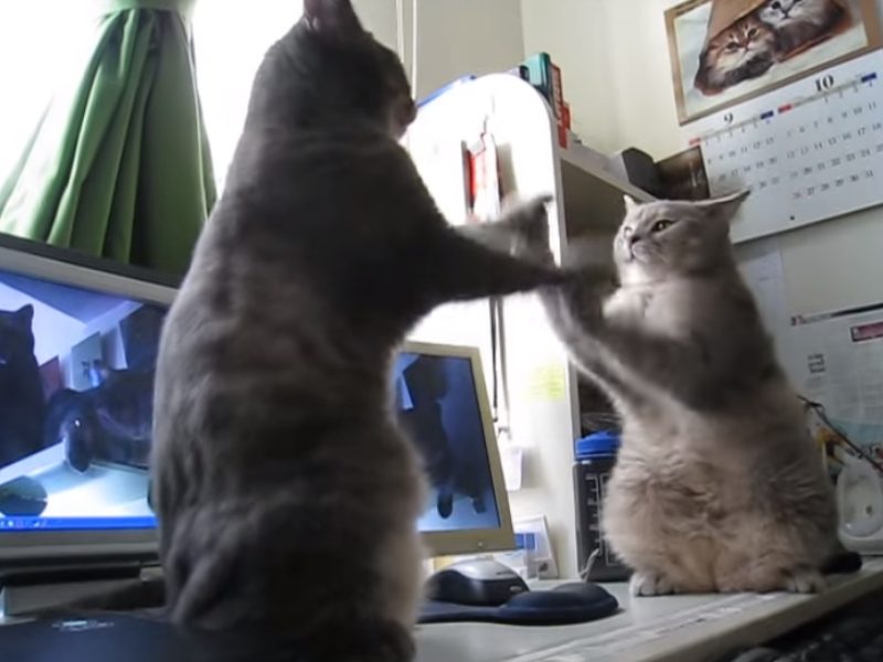 兩隻貓神同步齊拍手　配上法國童謠萌度爆表啦！
