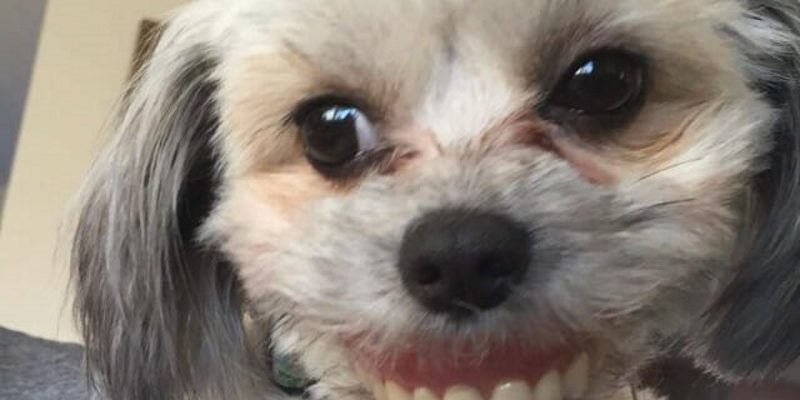 狗狗偷戴主人爸爸假牙意外無違和　而且笑得好燦爛！
