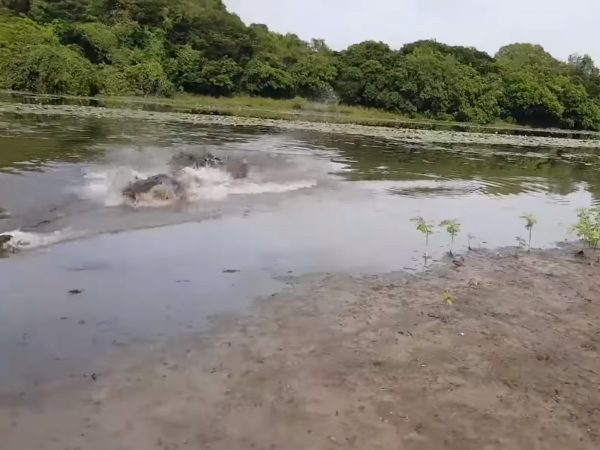 當魚離他們越來越近，他們發現不對，不只是魚，後面還有隻巨鱷也跟了過來，於是趕緊逃命！ (圖/Youtube@Storyful Rights Management) 
