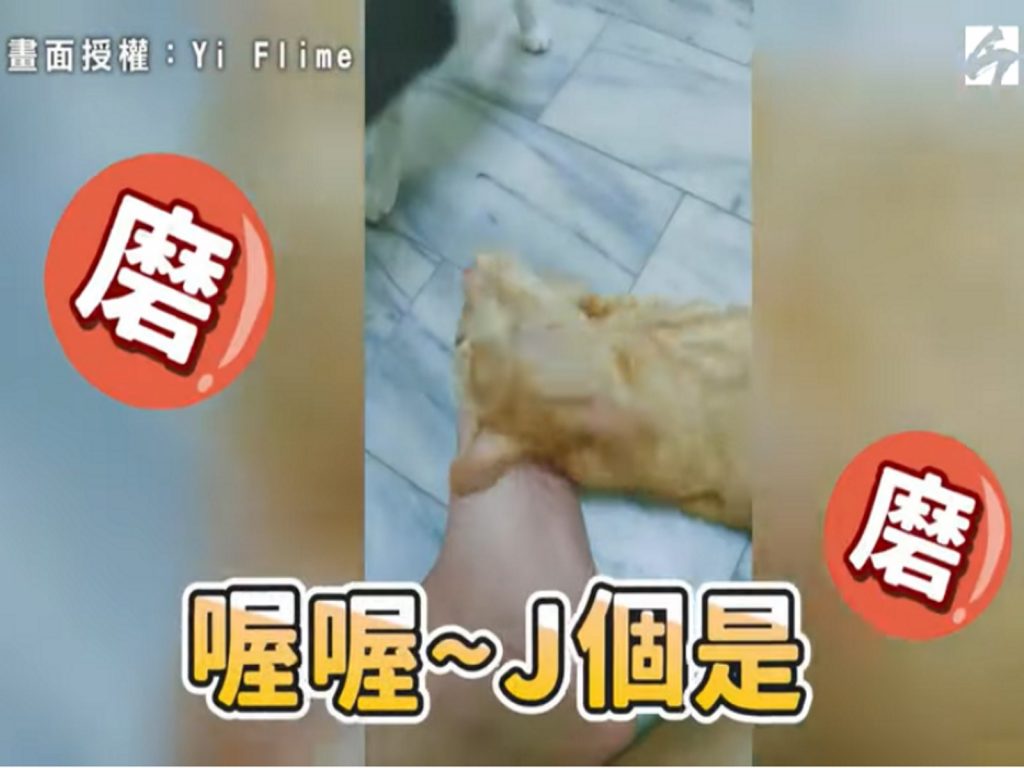 小橘非常陶醉在主人的「腳味」中無法自拔（圖／翻攝自Yi Flime授權影片）