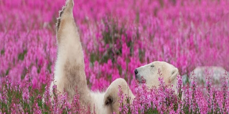 北極熊：這個花瓣浴太速西，我都忍不住打盹了！（圖／Dennis Fast）