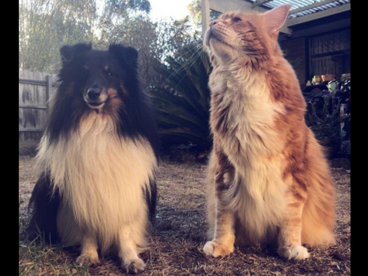沒想到長大後的奧瑪已經比牧羊犬還要高大啦！ (圖/IG@omar_mainecoon) 