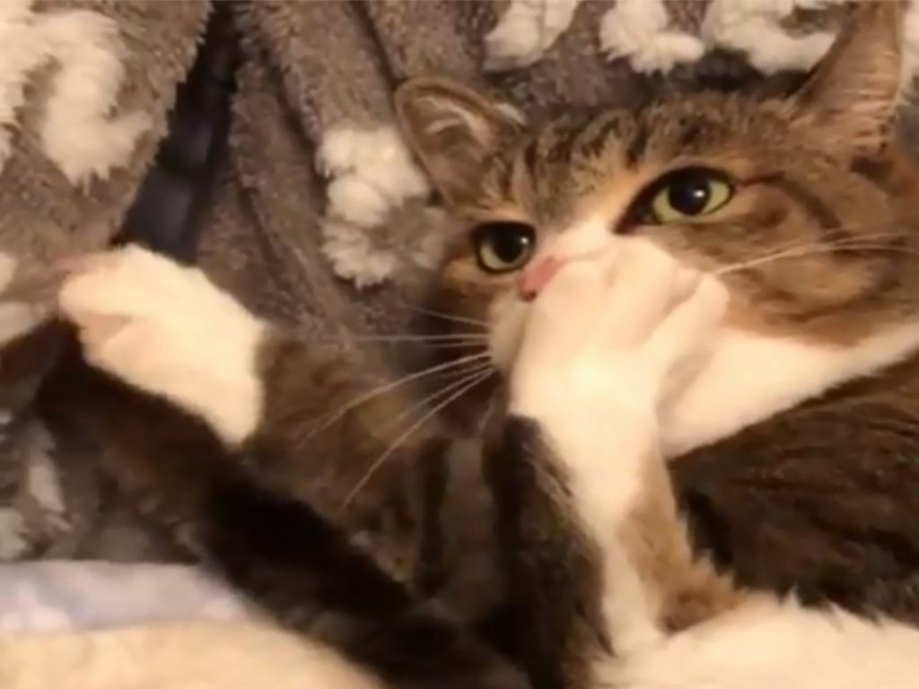 虎斑貓Mikan非常熱愛吸吮腳上肉球！（圖／IG@mikancanon）