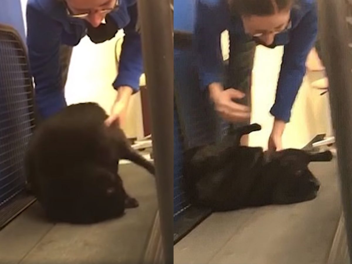 Ferinden決定讓萊拉自己走而試圖放手的時候，萊拉竟索性翻了個身，直接躺在軌道上不走，還一直賣萌給Ferinden看。 (圖/Caters News Agency) 