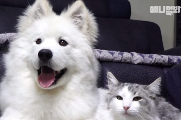 狗狗Milky喜歡與貓咪Gwangbok窩在一起（圖／翻攝自Youtube@SBS TV동물농장x애니멀봐 ）