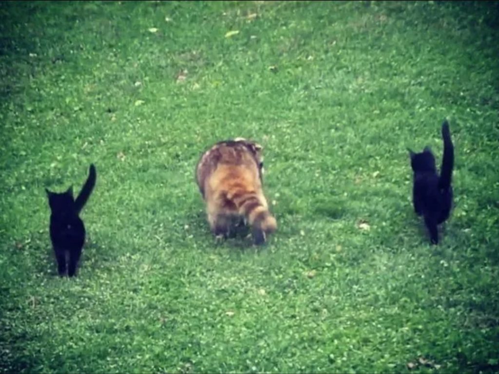 他們就像是浣熊的眼睛，為牠指引方向，確保牠的安全。 (圖/IG@eryn_09) 