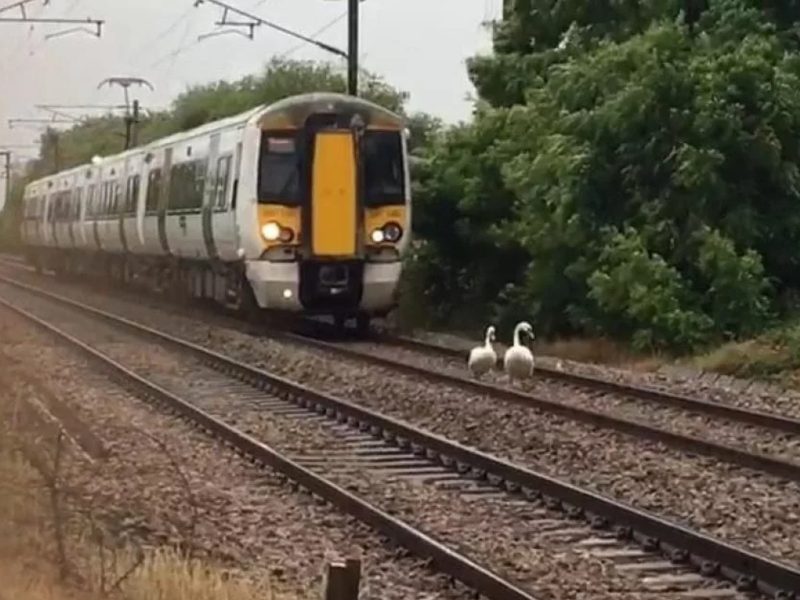 天鵝一家在鐵軌上悠閒漫步～完全無視周遭其他人。(圖/Youtube@Daily Mail) 