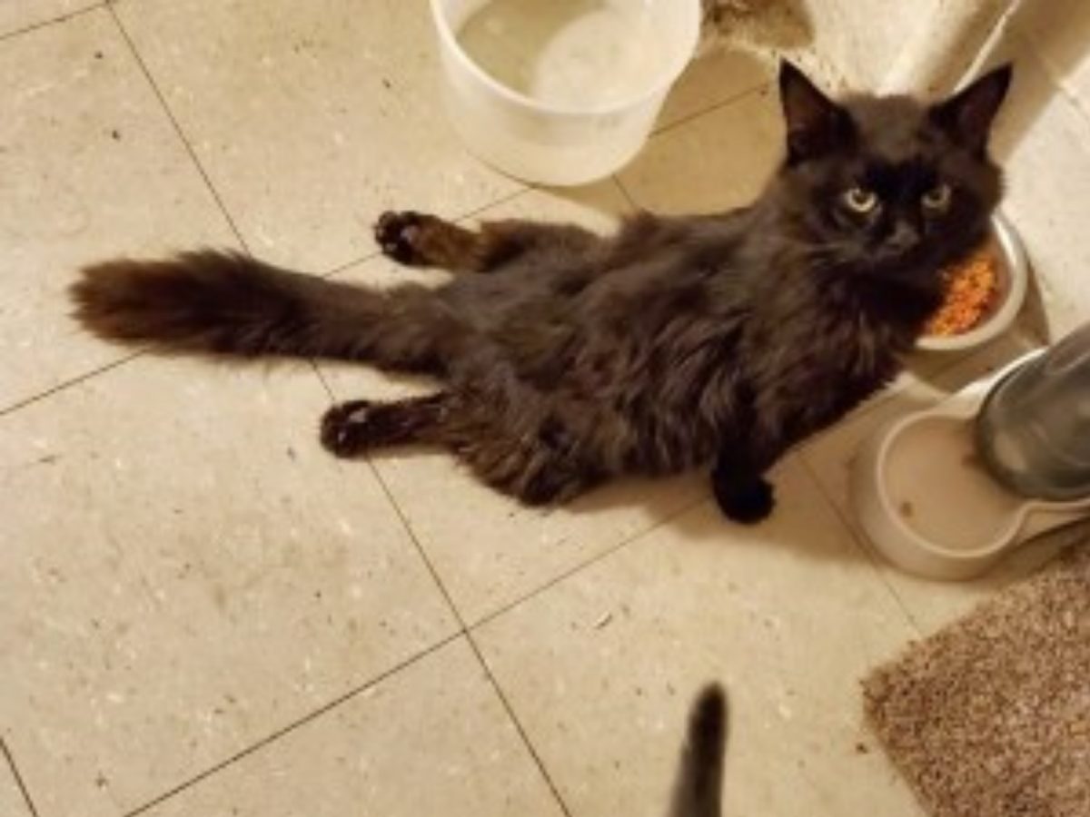 霍爾說：「亞歷克斯是隻很堅強的貓咪，牠表現地一點都不痛苦，讓人看了更心疼。」 (圖/Sun Journal) 