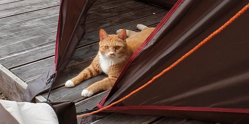 露營時帳篷竟出現自來貓　難道又是人類被欽點的故事？
