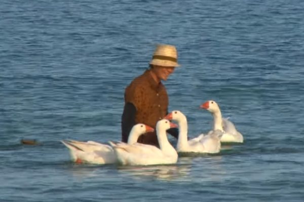 保鑣「鵝」子超盡忠職守　保護老奶奶一刻也不馬虎！