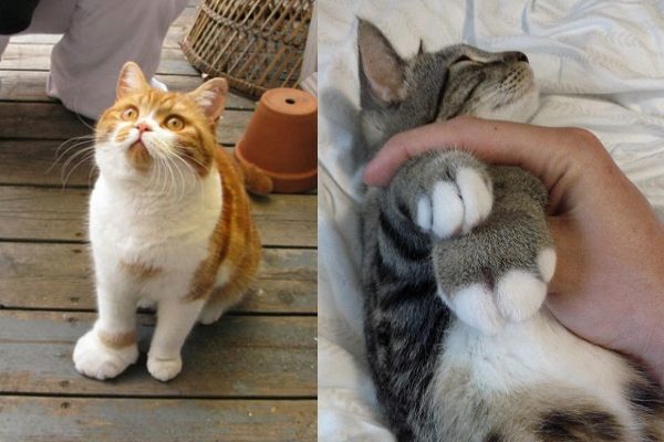 大小腳！許多貓咪會用手去抓蜜蜂，這也是最容易受傷的地方！看看那被螫的腳掌腫到幾乎是原本的一倍大！（圖／boredpanda）