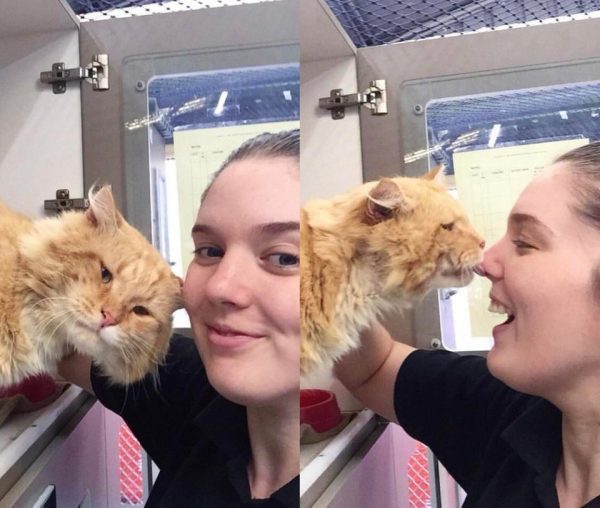 Reddit用戶parisburnscp拍下她和橘貓唐恩的照片傳給男友，可愛的唐恩立刻收服男友的心！（圖／reddit＠parisburnscp）
