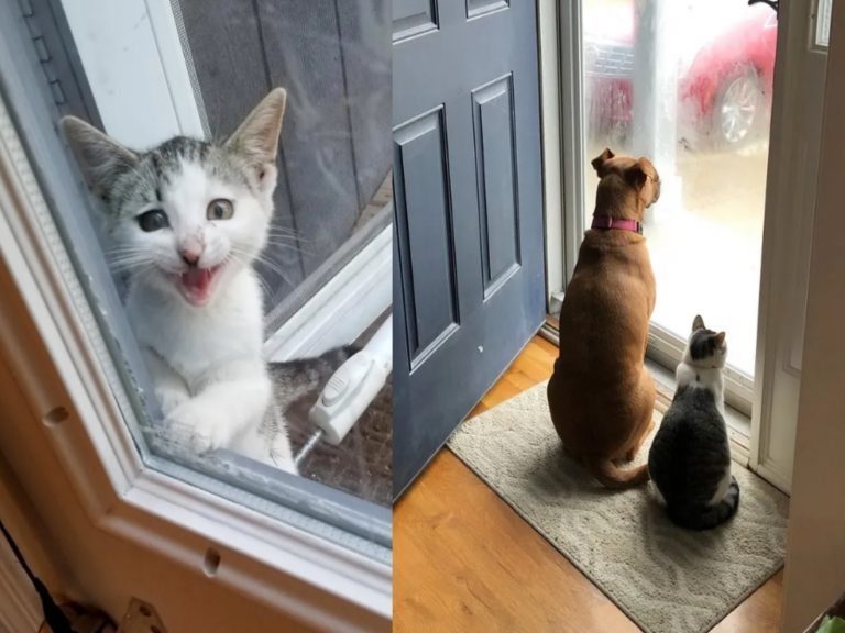 自來貓天天到庭院討食　抱緊處理後學會為家人等門
