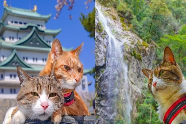 名古屋城的天守閣以及日本三大峽谷之一的六十尋滝公園（圖／IG@the.traveling.cats）