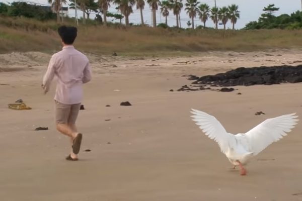 保鑣「鵝」子超盡忠職守　保護老奶奶一刻也不馬虎！