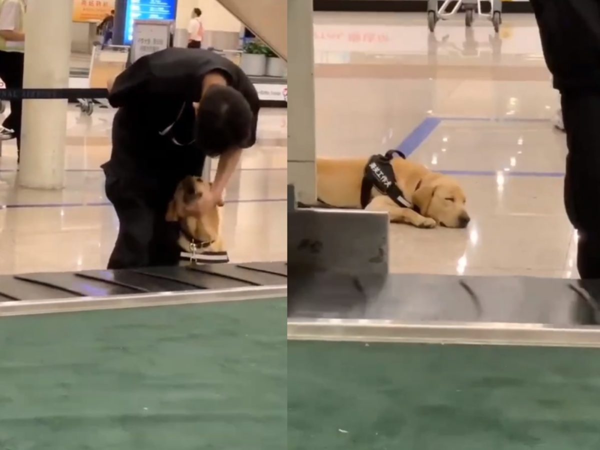 鏡頭一轉，沒想到另一隻檢疫犬直接在值勤時間呼呼大睡啦～ (圖/Facebook@創意礦坑) 