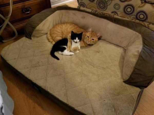 「找什麼新家,我說牠要留下來!」(圖/todontblink)