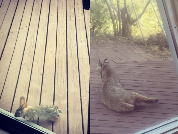 Brooks也提到，除此之外還有很多野生動物，像是野兔或是美洲野猫，會自己主動靠近她的房子，在外面探頭露臉。 (圖/Twitter@havi) 