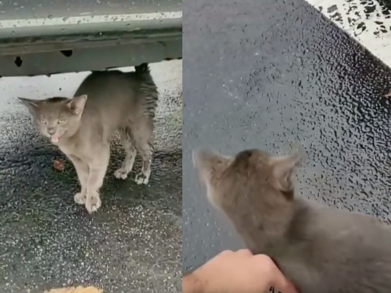 停車場冒出一隻黏人小貓　跟上車之後竟馬上抱緊熟睡！