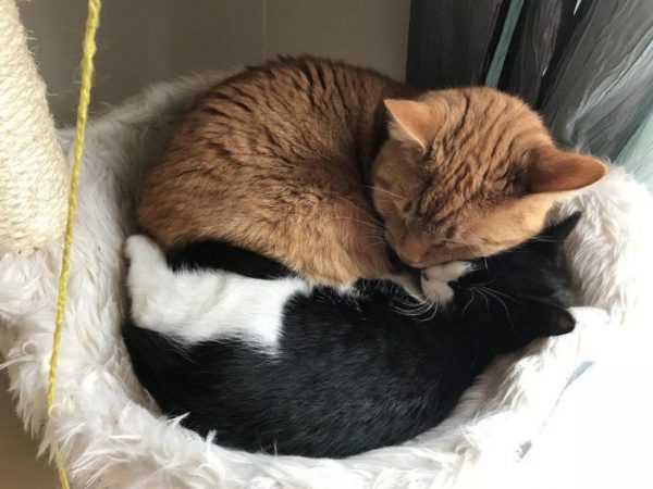 在貓前輩的照顧之下,小貓順利成長。(圖/todontblink)