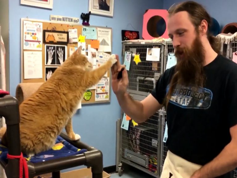 收容機構員工教導貓咪擊掌（圖／翻攝自Youtube@Mother Nature Network）
