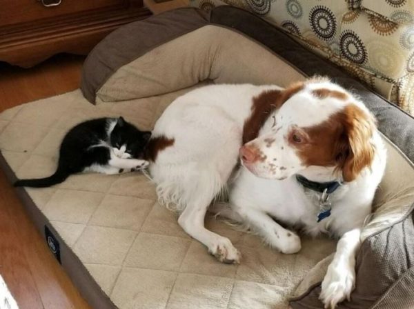 家中的另一隻狗狗也十分疼愛新來的小貓。(圖/todontblink)