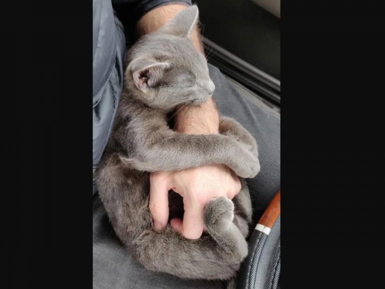停車場冒出一隻黏人小貓　跟上車之後竟馬上抱緊熟睡！