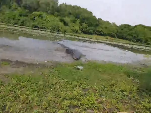 當他們回頭發現鱷魚想要吃掉魚，也不管什麼逃命了～克雷格停下來趕緊喊：「拉大力一點！大力一點！」希望丹尼爾可以保住他們的大魚。 (圖/Youtube@Storyful Rights Management) 