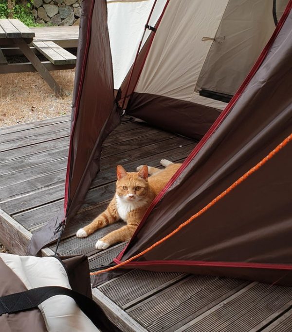 Reddit用戶damocha101在露營時遇到一隻貓，氣定神閒地霸佔了他們的帳篷。（圖／reddit＠damocha101）
