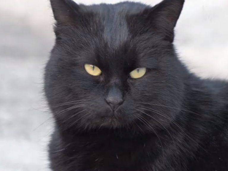一隻親人的黑貓突然出現在女主人家的庭院（圖／翻攝自Youtube@Kritter Klub）