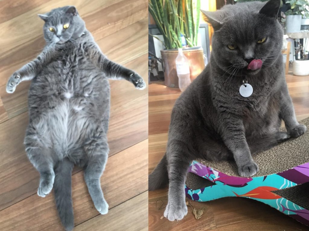 范妮骨子裡就是個大叔！ (圖/IG@fannyforceps)