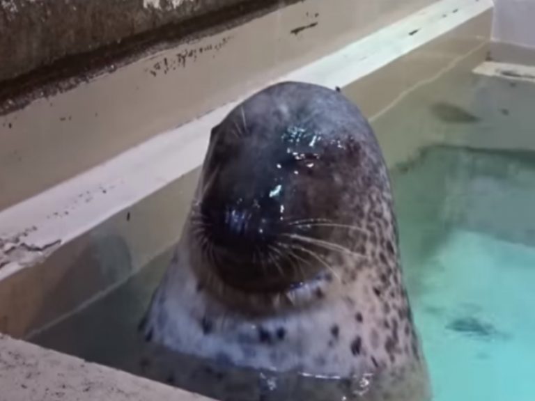 海豹Chicho非常享受被水柱「SPA洗頭」的服務！（圖／翻攝自twitter@@ishikawazoo_jp）