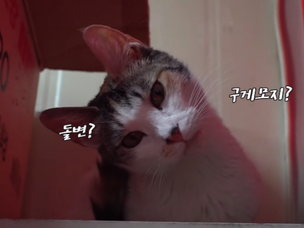 Bbooyong：人家有事想要溝通嘛！（圖／翻攝自Youtube@SBS TV동물농장x애니멀봐）