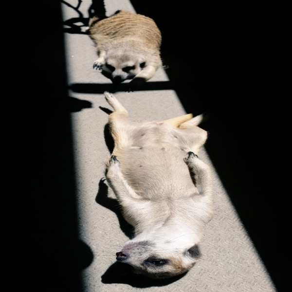 狐獴坐墊子享受日光浴好愜意　超萌模樣根本就是人類