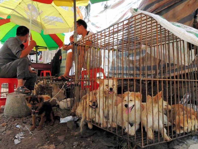 魏先生說：「我們希望全世界都看到中國狗市交易的可怕，尤其是玉林！希望各地的動物愛好者都能一起站出來抵制這種殘忍的行為！」 (圖/HSI) 
