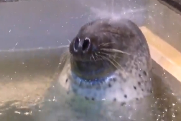 日本動物園海豹愛上自助SPA　瞇眼被按摩一臉超享受！