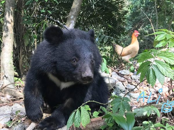 台灣黑熊被列為瀕臨絕種的動物。（圖／翻攝自黃美秀臉書）
