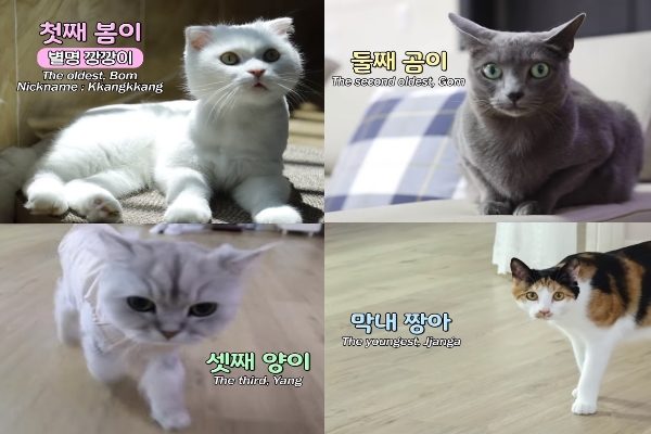 家中的四隻貓咪，唯獨Jjanga最調皮也愛欺負大家（圖／翻攝自Youtube@SBS TV동물농장x애니멀봐）