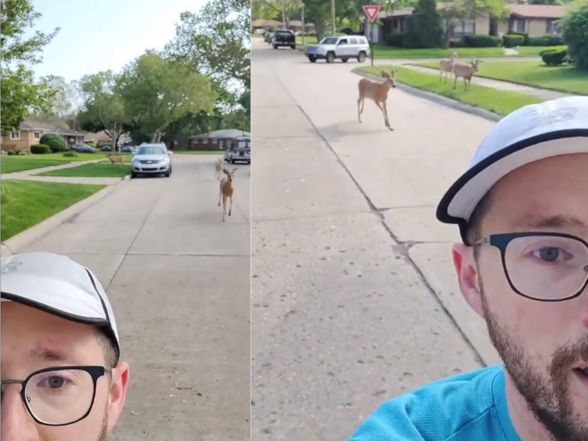 鹿跟著 Wein跑了幾百公尺，當他加快鹿也跟著加快，他放慢鹿也跟著慢下來。(圖/Youtube@msujaws) 