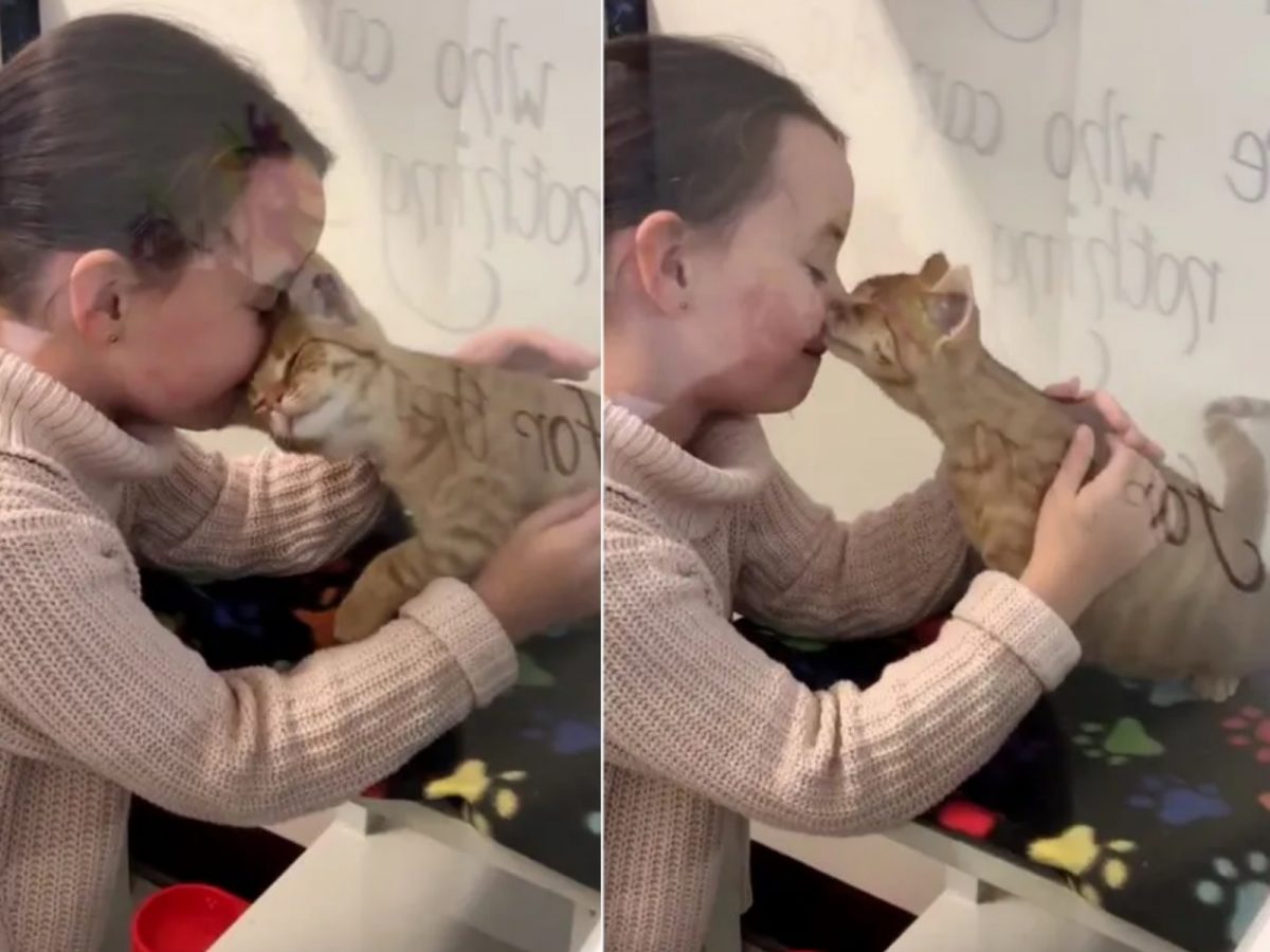 霸偷～霸偷～帶我回家嘛～ (圖/Just Cats Tasmania) 