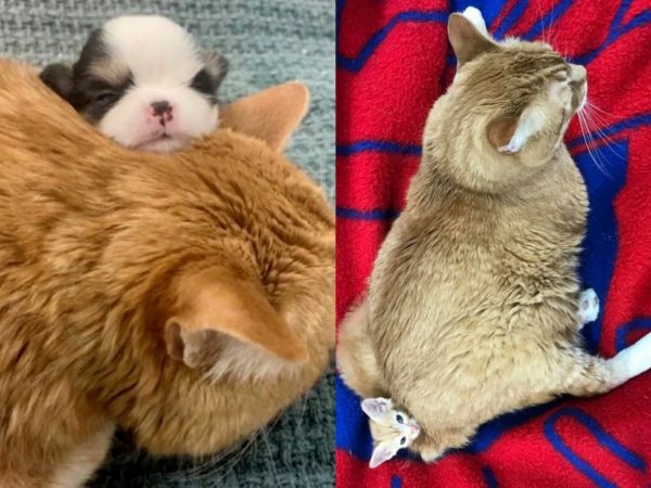 重病貓咪獲救化身暖心小護理師　進駐獸醫院照顧傷病毛孩 