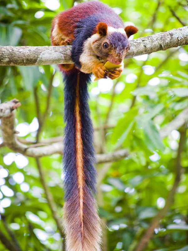 馬拉巴爾巨型松鼠擁有鮮豔的毛色與超長的尾巴（圖／Arshad.ka5）