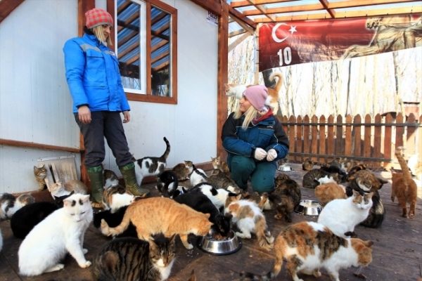 土耳其森林中的浪貓小鎮　貓咪吃飯要配古典音樂！