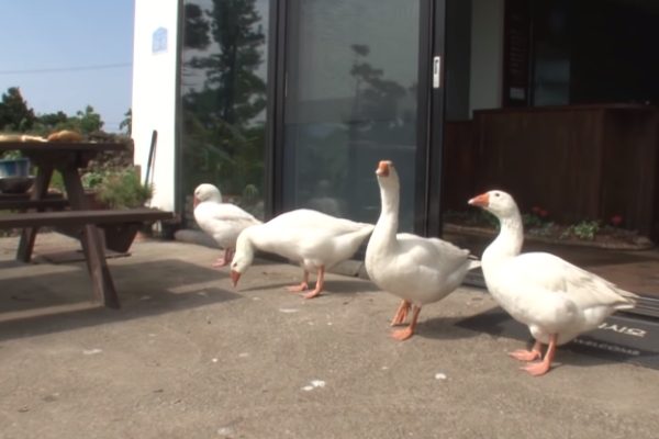 保鑣「鵝」子超盡忠職守　保護老奶奶一刻也不馬虎！