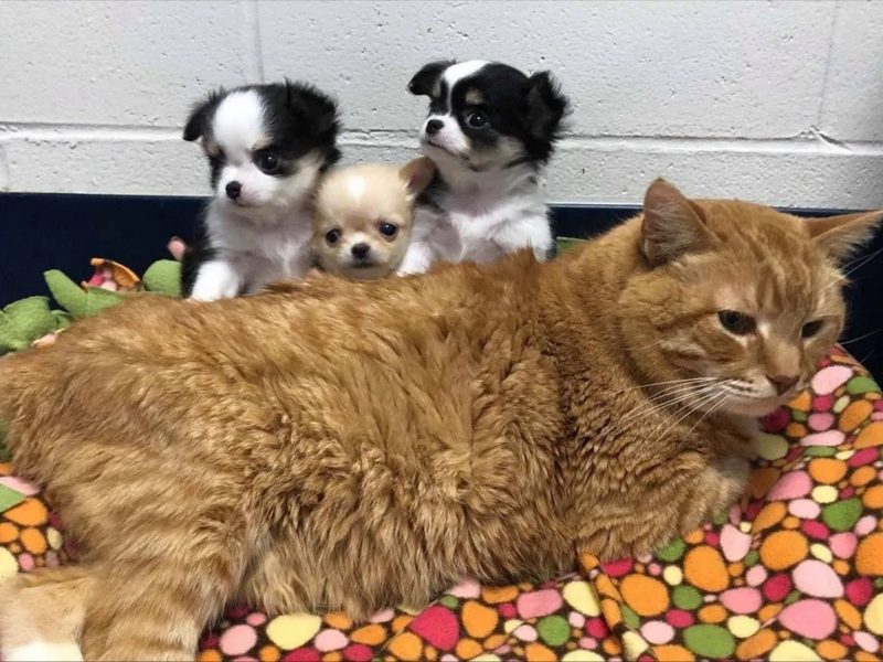 重病貓咪獲救化身暖心小護理師　進駐獸醫院照顧傷病毛孩
