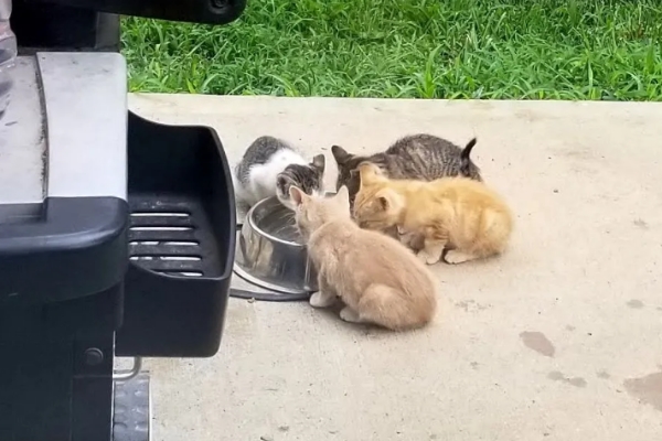 自來貓天天到庭院討食　抱緊處理後學會為家人等門