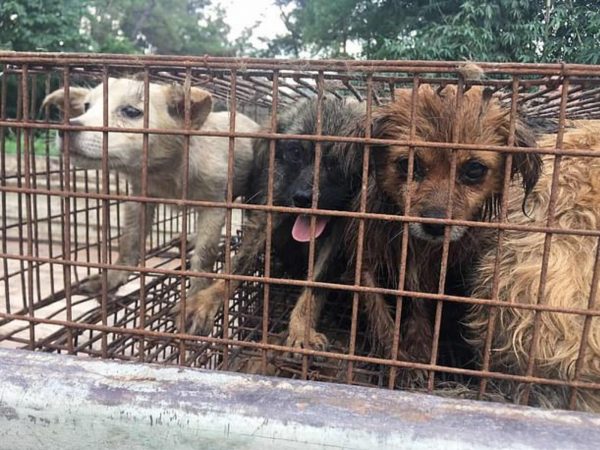 狗肉節前夕62隻狗狗被救出　中國狗肉節再引世界關注！ 